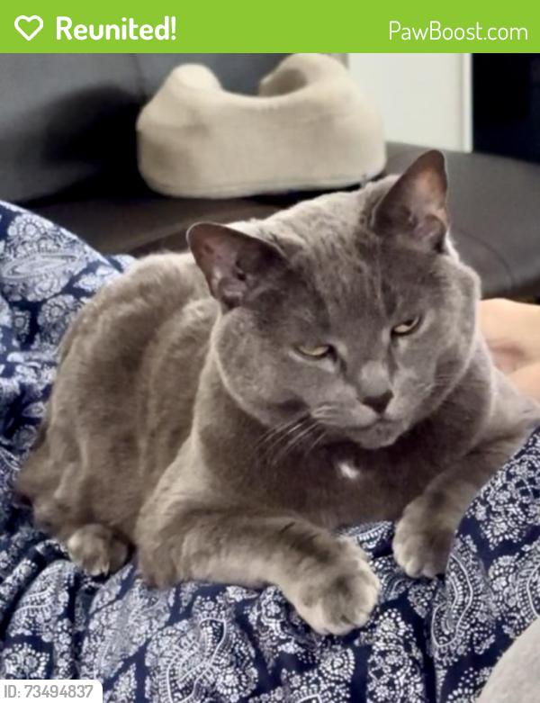 Reunited Female Cat last seen Reedy Springs Lane, Greenville, SC 29605