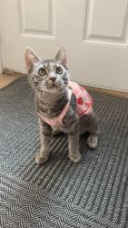 Reunited Female Cat last seen Panorama hills heights nw, Calgary, AB T3K 5P1