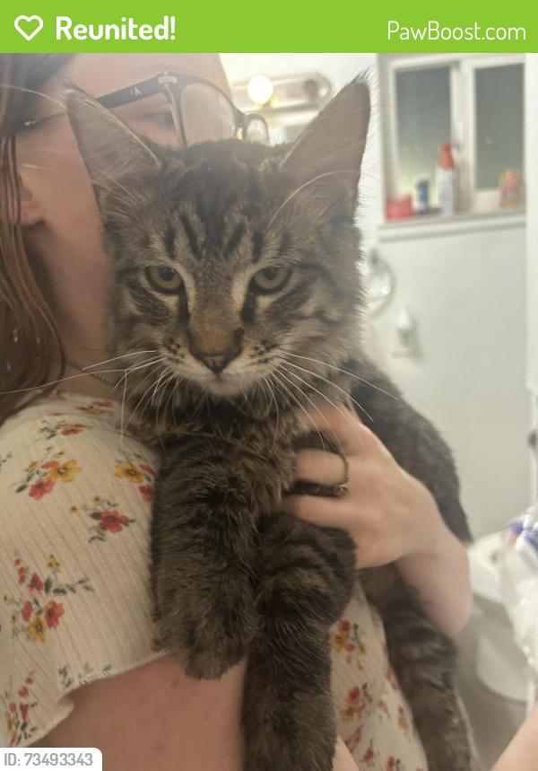 Reunited Male Cat last seen 47th and Martin Luther King, Lemon Hill, CA 95824