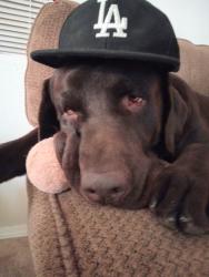 Lost Male Dog last seen not sure, Denver, CO 80290