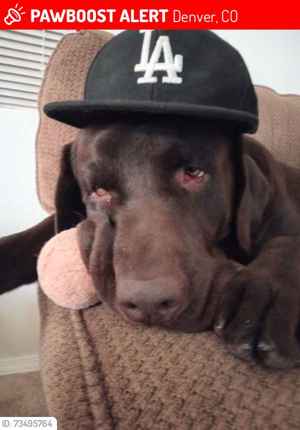 Lost Male Dog last seen not sure, Denver, CO 80290