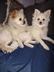 Reunited Unknown Dog last seen Camanche, Stockton, CA 95207