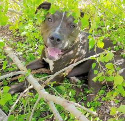 Reunited Male Dog last seen Chanmbers and Hampton, Aurora, CO 80013