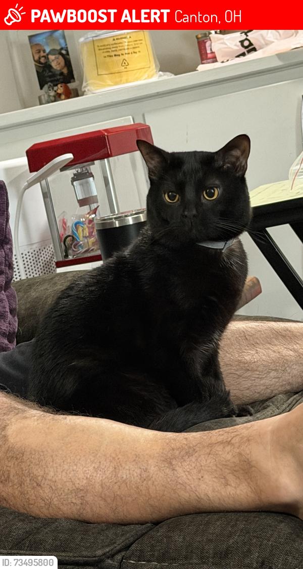Lost Male Cat last seen Danmiller an 15th street, Canton, OH 44710