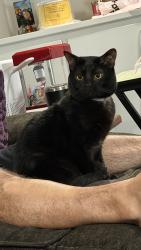 Lost Male Cat last seen Danmiller an 15th street, Canton, OH 44710