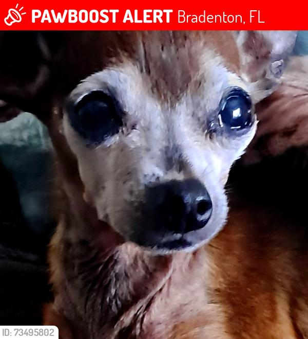 Lost Male Dog last seen 17th Ave & 30th Street Wedt, Bradenton, FL 34205