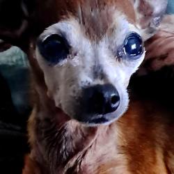 Lost Male Dog last seen 17th Ave & 30th Street Wedt, Bradenton, FL 34205