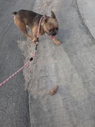 Found/Stray Male Dog last seen Sunset and Park Hill, Henderson, NV 89011
