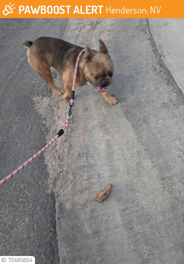 Found/Stray Male Dog last seen Sunset and Park Hill, Henderson, NV 89011