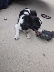 Found/Stray Male Dog last seen Perris and ironwood, Moreno Valley, CA 92557