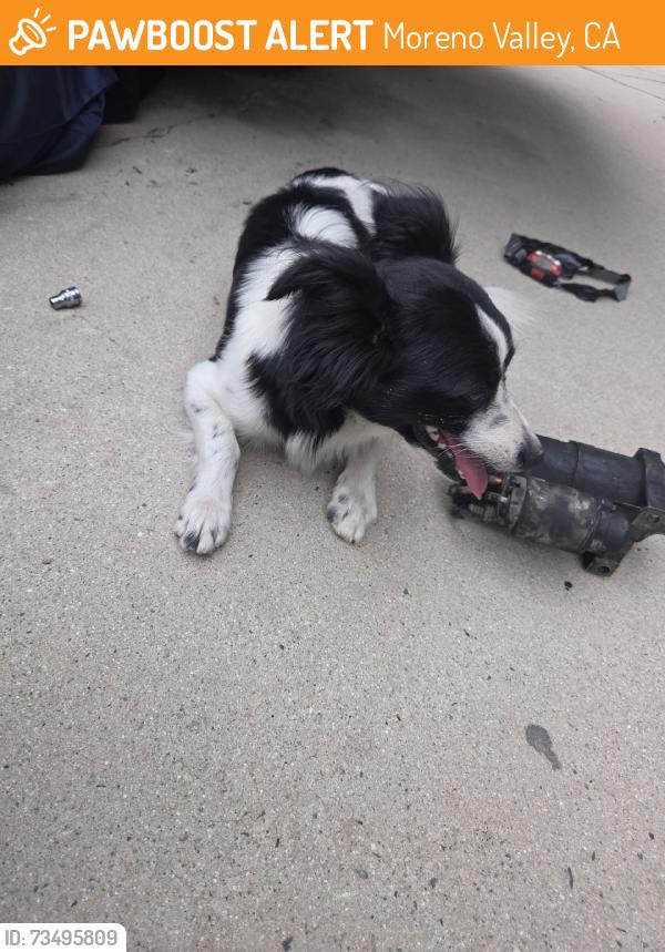 Found/Stray Male Dog last seen Perris and ironwood, Moreno Valley, CA 92557
