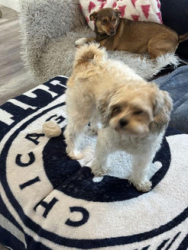 Found/Stray Female Dog last seen 27th street and 3rd Ave south, St. Petersburg, FL 33712