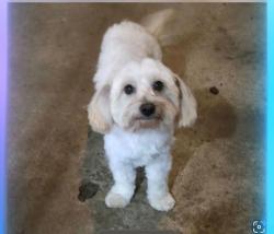 Reunited Male Dog last seen East Broadway and griffit, Maryville, TN 37804