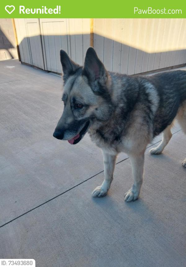 Reunited Female Dog last seen Near E Tropicana Ave Las Vegas, NV 89121 United States, Las Vegas, NV 89121