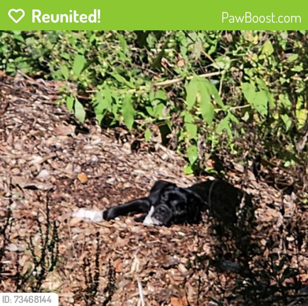 Reunited Unknown Dog last seen Michigan St and Double Tree Blvd, Indianapolis, IN 46268