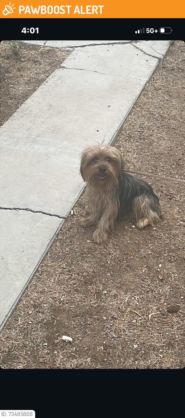 Found/Stray Male Dog last seen Nellis, Nellis Air Force Base, NV 89115