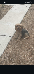 Found/Stray Male Dog last seen Nellis, Nellis Air Force Base, NV 89115