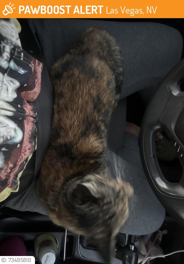 Found/Stray Female Cat last seen Landis, Las Vegas, NV 89115