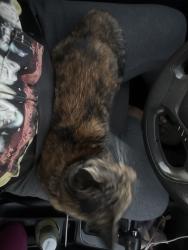 Found/Stray Female Cat last seen Landis, Las Vegas, NV 89115
