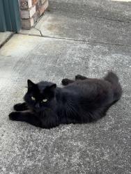 Lost Male Cat last seen Dry creek park, Napa, CA 94558