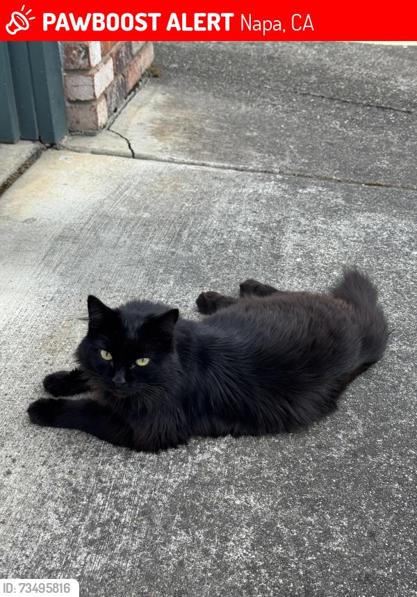 Lost Male Cat last seen Dry creek park, Napa, CA 94558