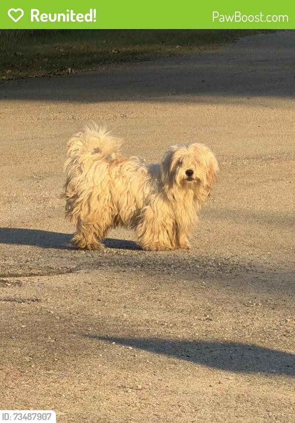 Reunited Male Dog last seen W Jones st., Krum, TX 76249