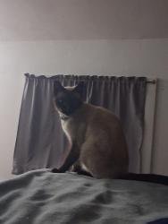 Reunited Female Cat last seen Near Willow Creek Road and Oak Lane intersection, Rimms Edge Apple Orchard, Germantown, WI 53017