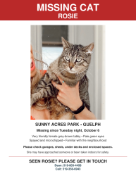 Lost Female Cat last seen Sunny Acres Park, Guelph, ON N1H 2Z1