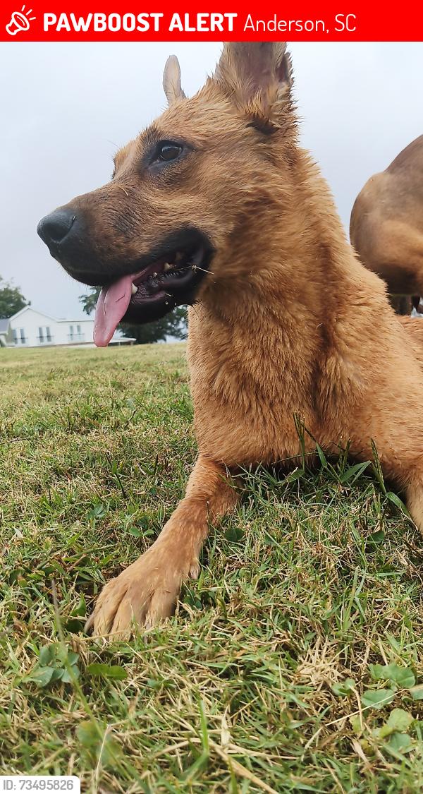 Lost Female Dog last seen Hwy 28, Anderson, SC 29624