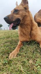 Lost Female Dog last seen Hwy 28, Anderson, SC 29624
