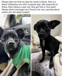 Lost Female Dog last seen Toro park, Salinas, CA 93908