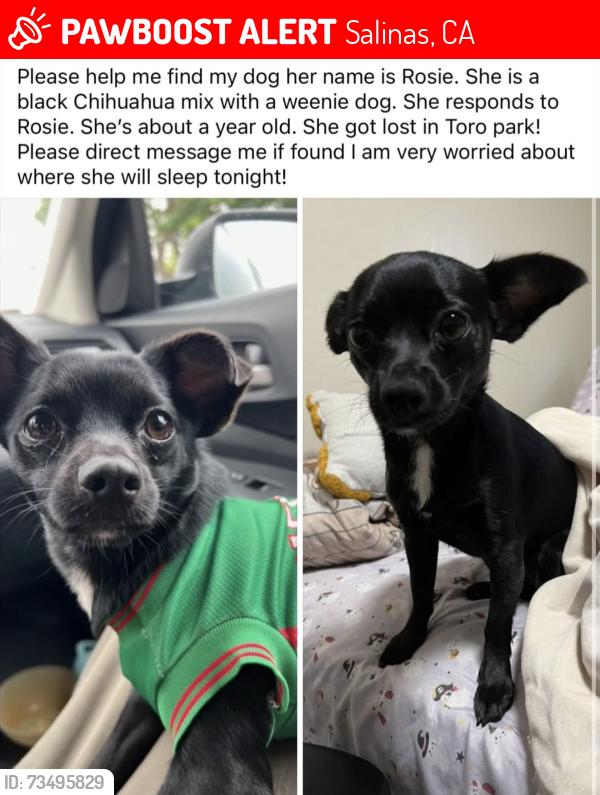 Lost Female Dog last seen Toro park, Salinas, CA 93908