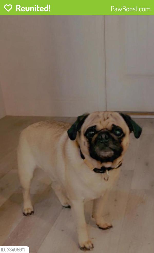 Reunited Male Dog last seen Ashbury Park off braselton highway, Auburn, GA 30019
