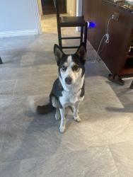 Lost Male Dog last seen Lakeridge dr and 546, Princeton, TX 75407