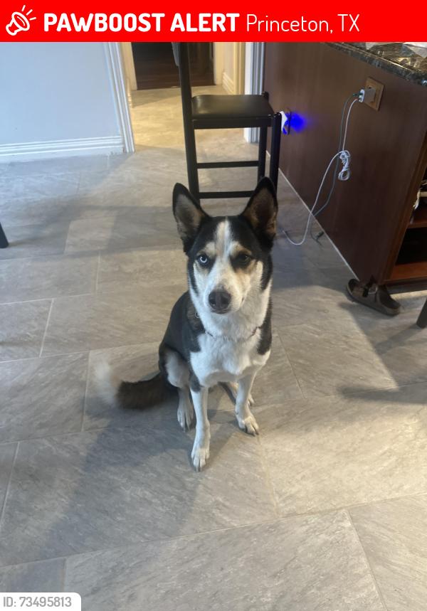 Lost Male Dog last seen Lakeridge dr and 546, Princeton, TX 75407