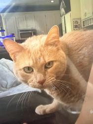 Lost Male Cat last seen 132nd St and Nieman, Overland Park, KS 66213