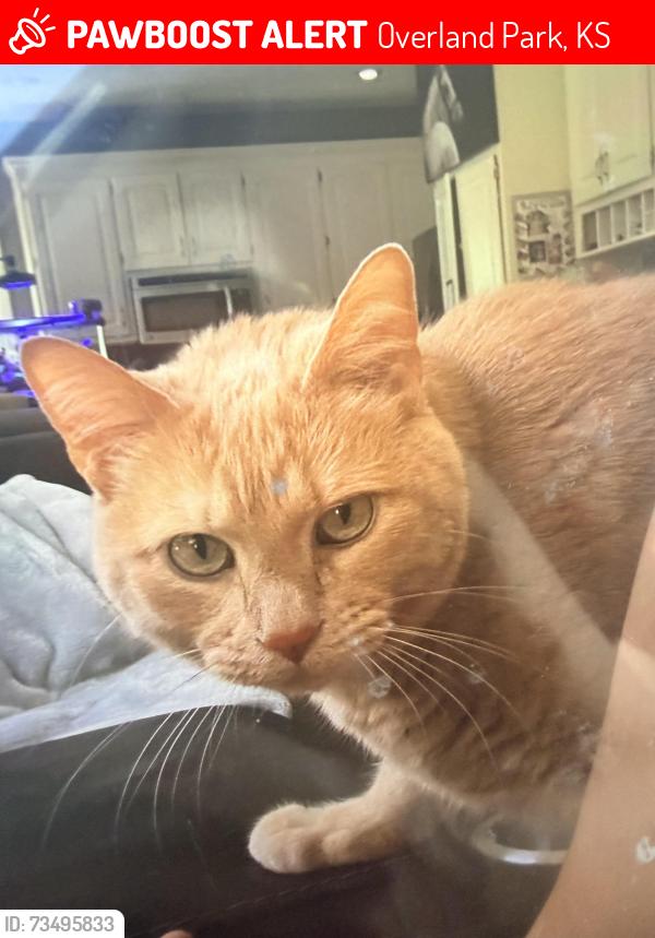 Lost Male Cat last seen 132nd St and Nieman, Overland Park, KS 66213