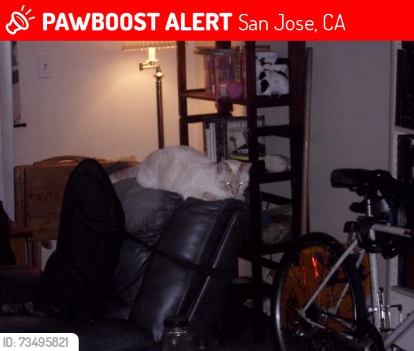 Lost Male Cat last seen Near Danze Dr.,San Jose, CA 95111, San Jose, CA 95111