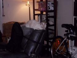 Lost Male Cat last seen Near Danze Dr.,San Jose, CA 95111, San Jose, CA 95111