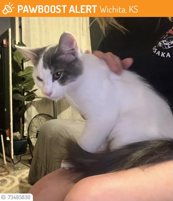 Found/Stray Male Cat last seen 2nd and Gordon Wichita ks, Wichita, KS 67203