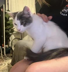 Found/Stray Male Cat last seen 2nd and Gordon Wichita ks, Wichita, KS 67203