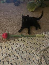 Reunited Male Cat last seen Building 10K ridge at roper mountain, Greenville, SC 29615