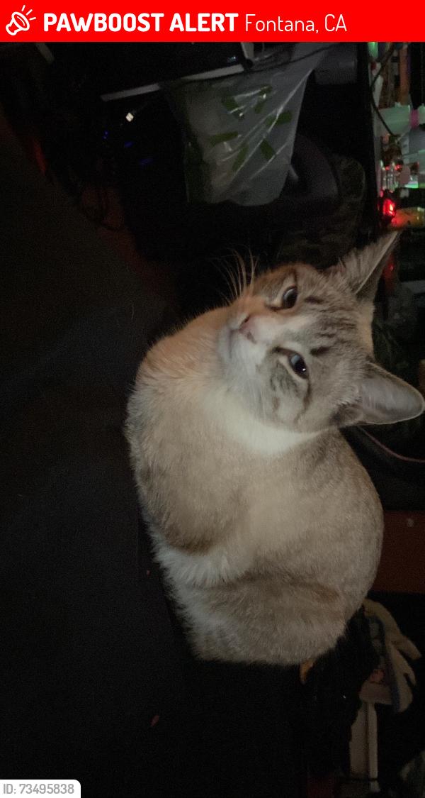 Lost Male Cat last seen Reed, Fontana, CA 92336