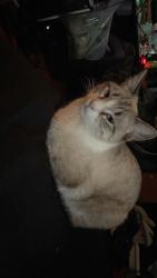 Lost Male Cat last seen Reed, Fontana, CA 92336