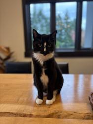 Lost Male Cat last seen Washington National Gold Course, Auburn, WA 98092
