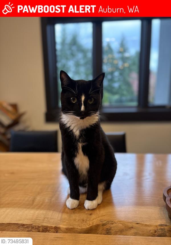 Lost Male Cat last seen Washington National Gold Course, Auburn, WA 98092