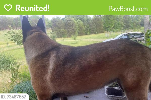Reunited Female Dog last seen Harlow drive and highway 62, High Point, NC 27263