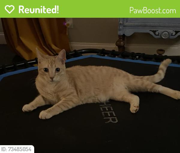 Reunited Male Cat last seen Jane Sowers Rd & Little John Rd, Statesville, NC 28625
