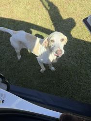 Found/Stray Female Dog last seen Broadwell, Robeson County, NC 28384