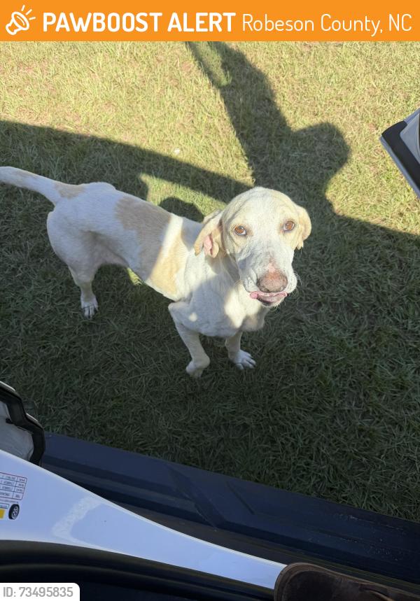 Found/Stray Female Dog last seen Broadwell, Robeson County, NC 28384